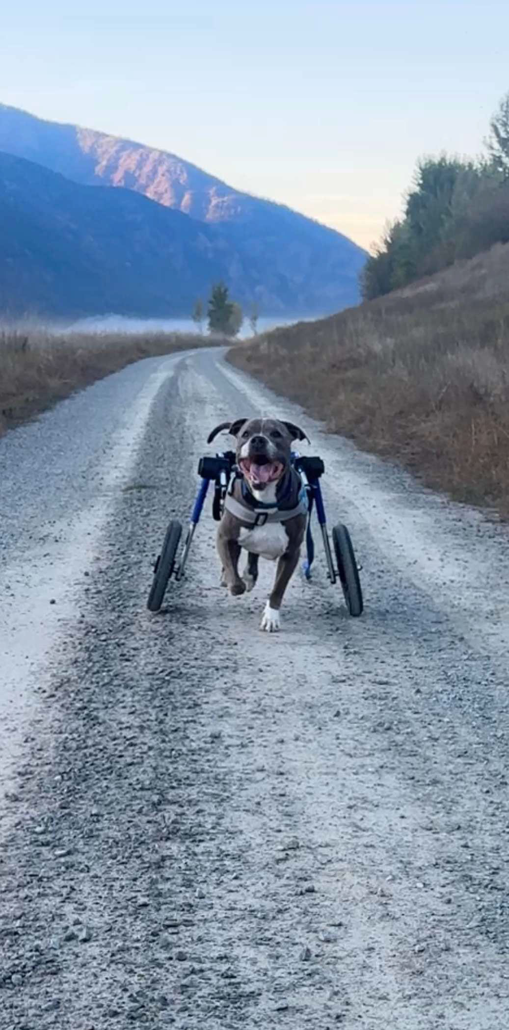 Dog Days of Summer: Pet-Friendly Picks Around Sandpoint